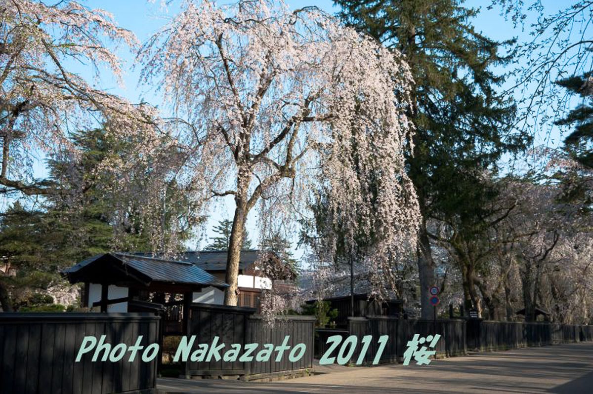 角舘の桜